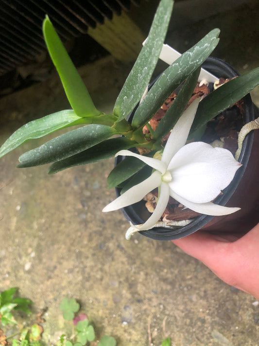 Angraecum didieri