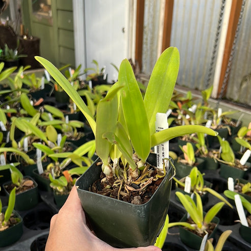 Cattleya Knightii ‘NH’ 4N x Lc Luminosa ‘Medellin’ 4N – Emerald City ...