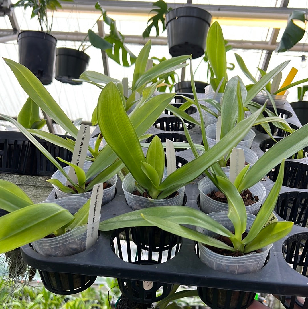Phalaenopsis hieroglyphica alba ‘Wilson’