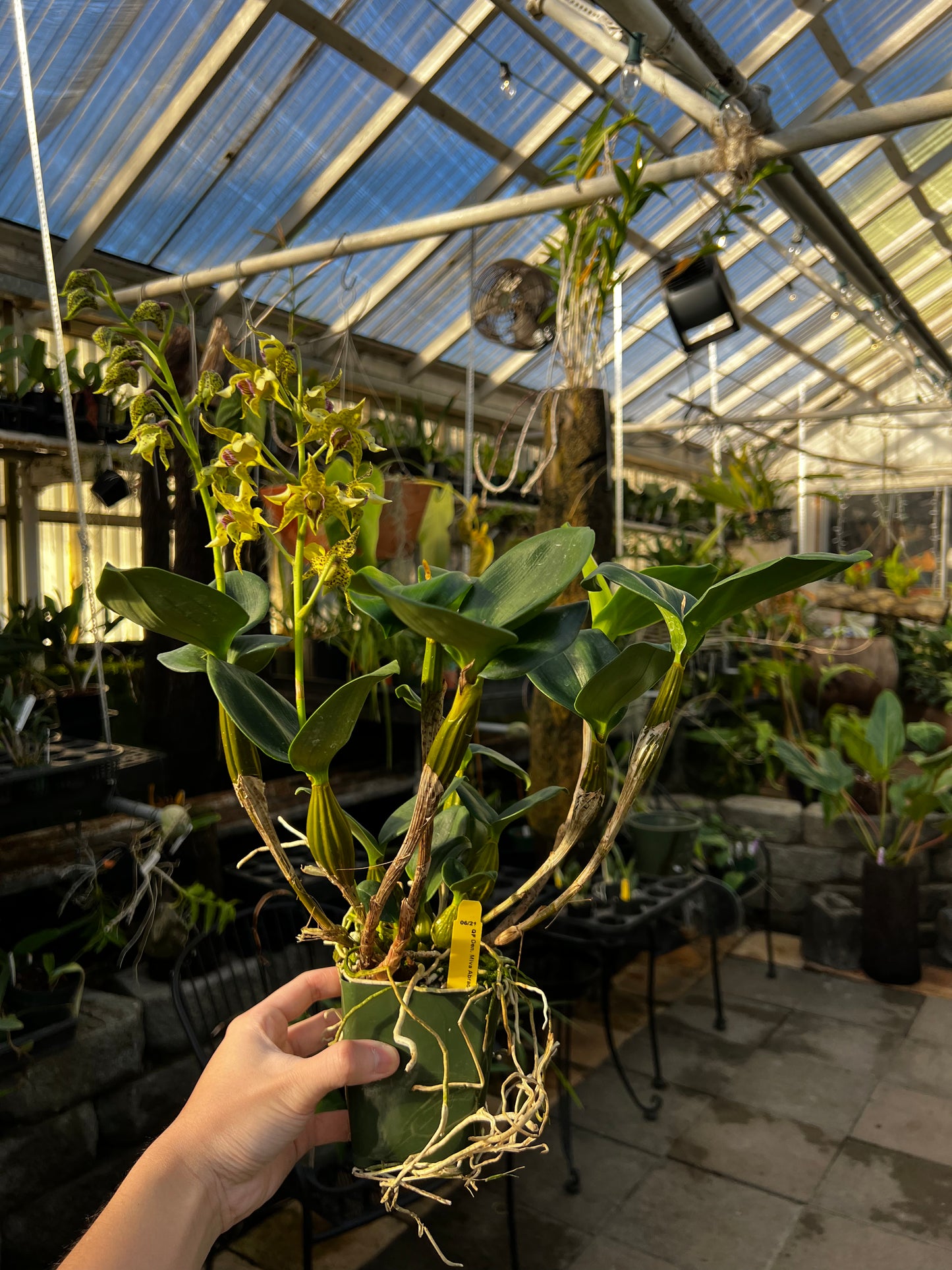 Dendrobium Miva Abracadabra (atroviolaceum x polysema)