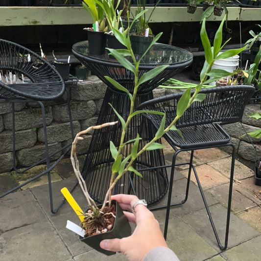Dendrobium glomeratum