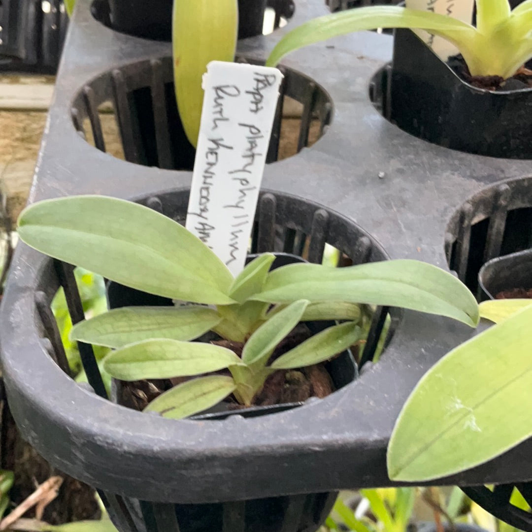 Paphiopedilum platyphyllum (Ruth Kennedy AM/AOS x self)