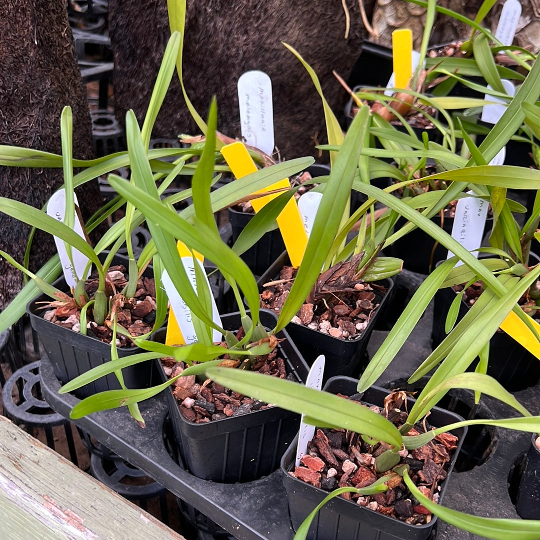 Maxillaria variabilis yellow