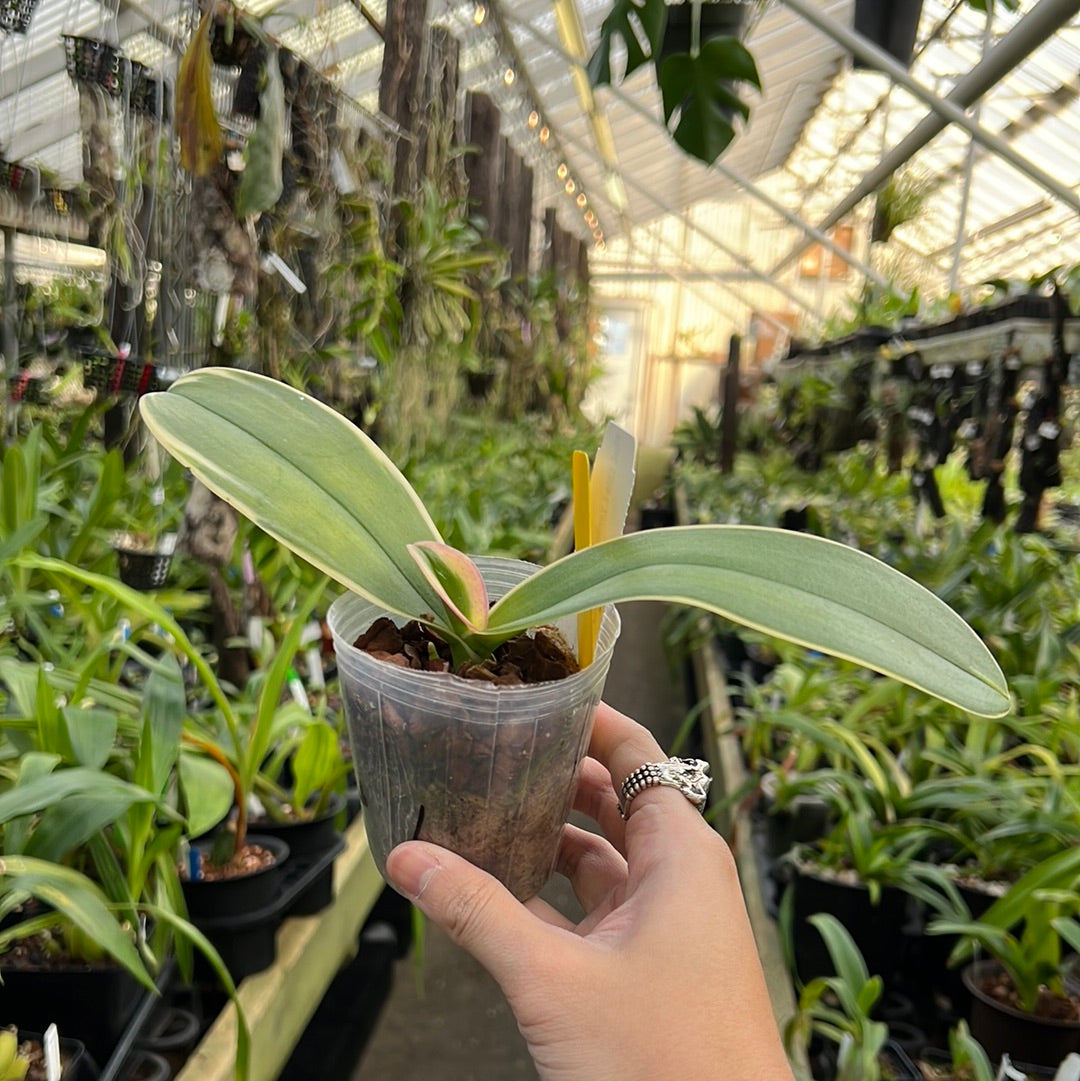 Phalaenopsis Chia E Yenlin (variegated leaves)