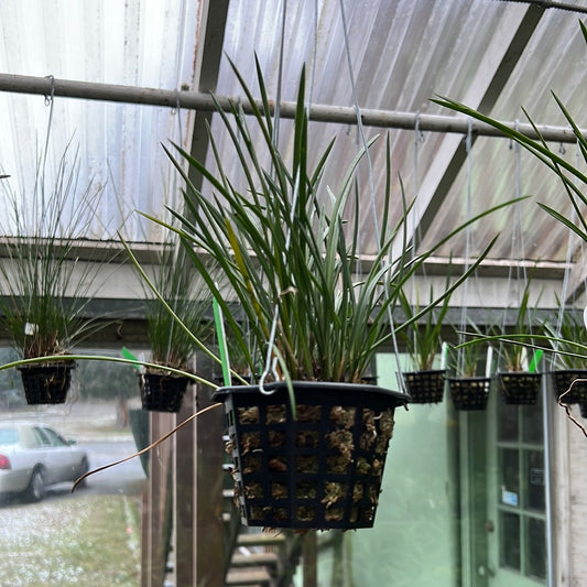 Dendrochilum wenzelii (3 inch basket)