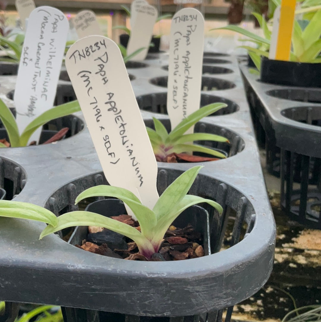 Paphiopedilum appletonianum