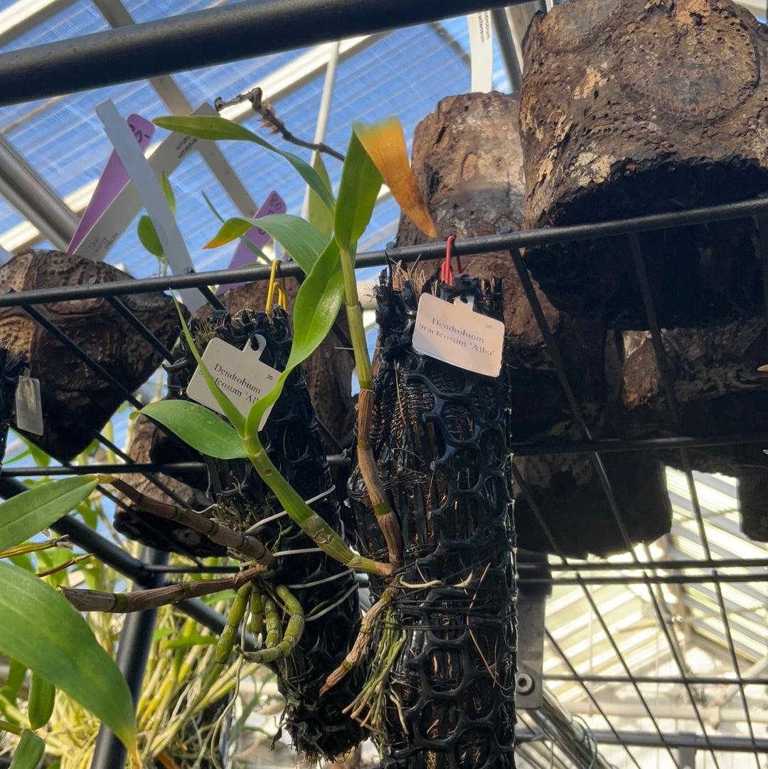Dendrobium bracteosum ‘Alba’ (mounted)